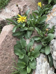 Senecio amplectens holmii
