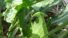 Gastrophysa atrocyanea
