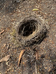 Aves