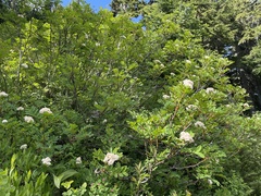 Sorbus sitchensis grayi