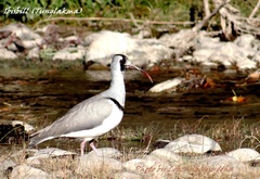 Ibidorhyncha struthersii