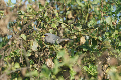 Xenospingus concolor