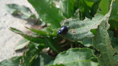 Gastrophysa atrocyanea