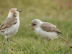 Pseudopodoces humilis