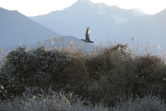 Ibidorhyncha struthersii