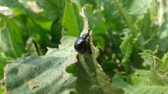 Gastrophysa atrocyanea