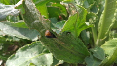 Gastrophysa atrocyanea