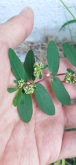 Euphorbia hypericifolia