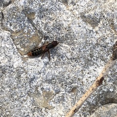 Platydracus immaculatus