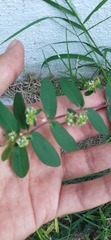 Euphorbia hypericifolia