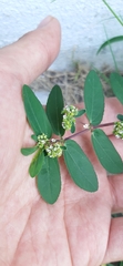 Euphorbia hypericifolia