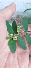 Euphorbia hypericifolia