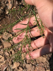 Symphyotrichum porteri