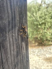 Pogonosoma maroccanum