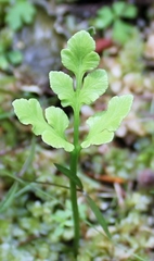 Botrychium lanceolatum