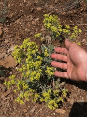 Eriogonum flavum
