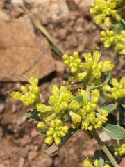Eriogonum flavum