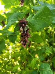 Leycesteria formosa