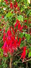 Fuchsia magellanica