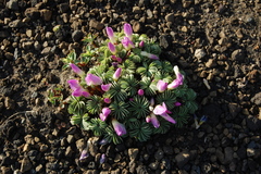 Oxalis adenophylla