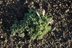 Oxalis adenophylla