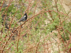 Periparus rufonuchalis