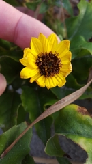Helianthus debilis