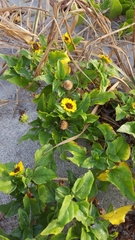 Helianthus debilis