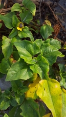 Helianthus debilis