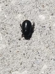 Euetheola