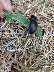 Carabus nemoralis