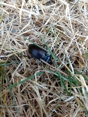 Carabus nemoralis