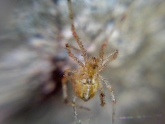 Theridion