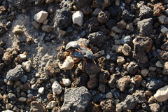 Nyctelia crassecostata