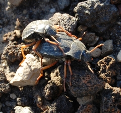 Nyctelia crassecostata