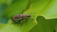 Cleistolophus viridimargo