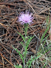 Cirsium wheeleri