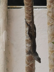 Anolis sagrei