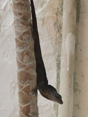Anolis sagrei