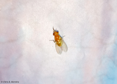 Neogriphoneura