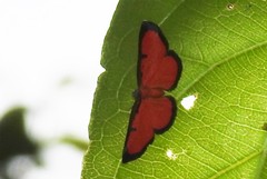 Mesene phareus