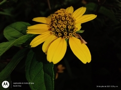 Heliopsis buphthalmoides