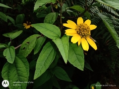 Heliopsis buphthalmoides