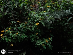 Heliopsis buphthalmoides