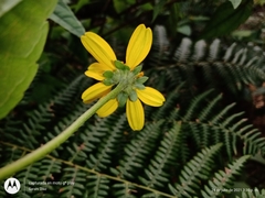 Heliopsis buphthalmoides