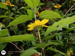 Heliopsis buphthalmoides