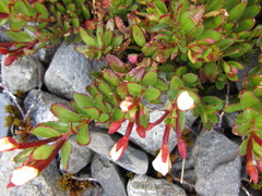 Epilobium rubro-marginatum