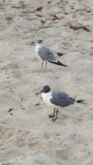 Leucophaeus atricilla