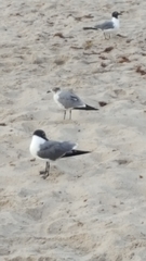 Leucophaeus atricilla