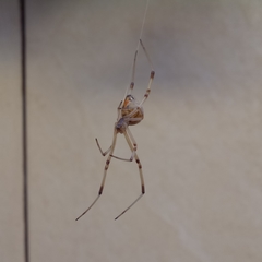 Latrodectus geometricus
